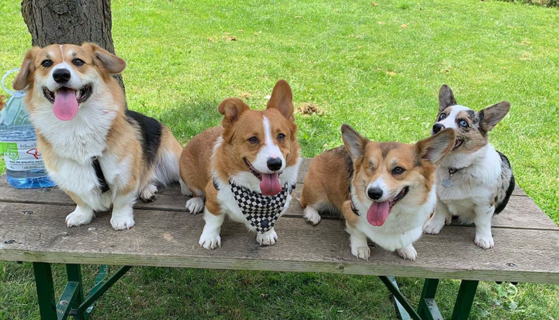 Four dogs sitting on a park bench